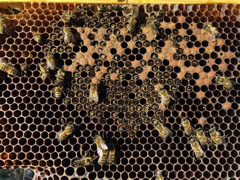 the nchtr faoe|Honey Bee Starvation .